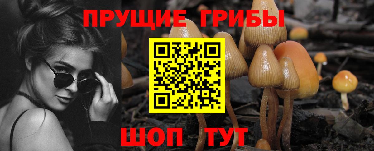 Галлюциногенные грибы Psilocybine cubensis Вологда